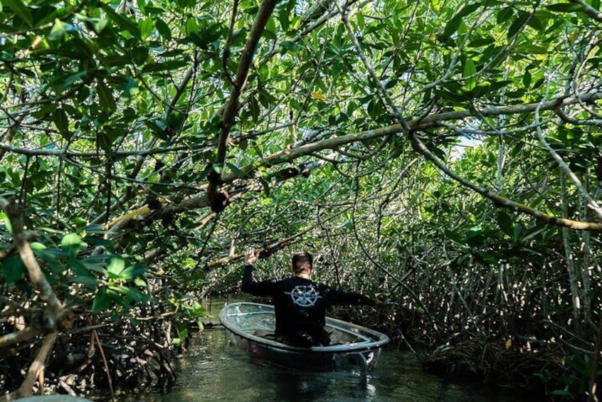 Explore the shadows of the mangrove tunnel
