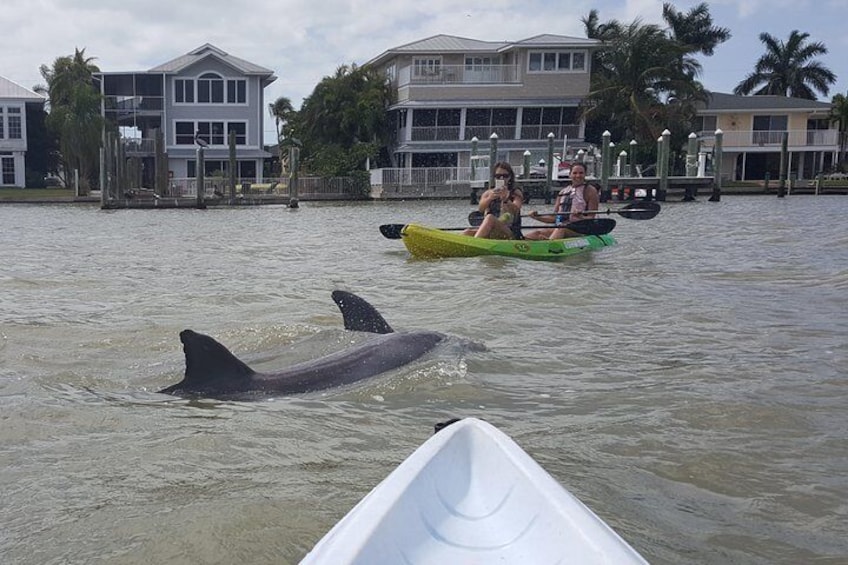 An up close look at Dolphins in Pelican Bay