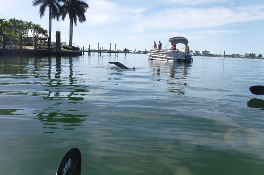 Dolphins jumping in Estero Pass