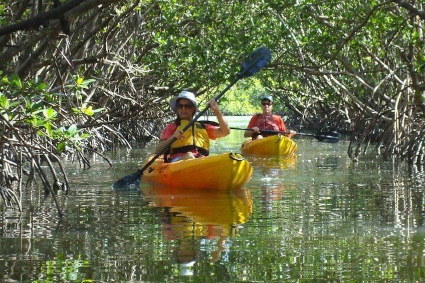 Entrance to our beautiful Mangrove tunnel