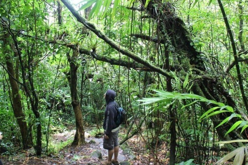 Mombacho Volcano Cloud Forest