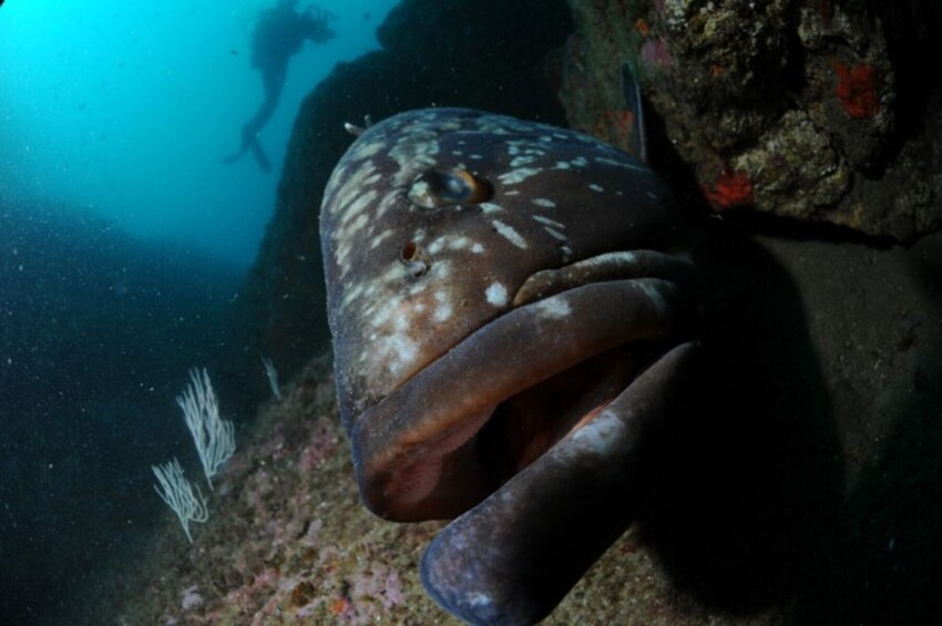 Discovering Diving in Alcudia