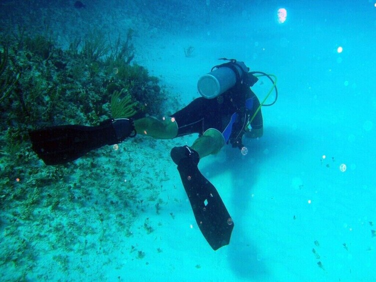 Discovering Diving in Alcudia