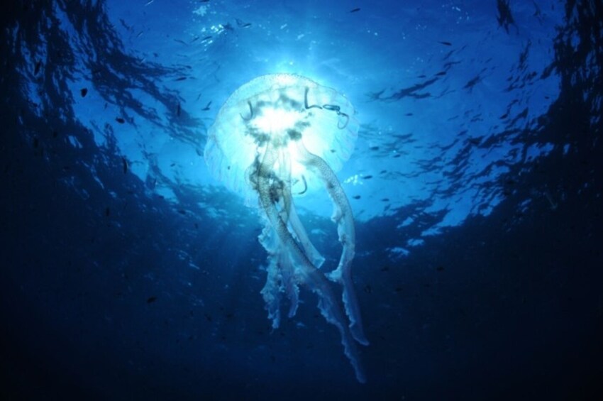Discovering Diving in Alcudia