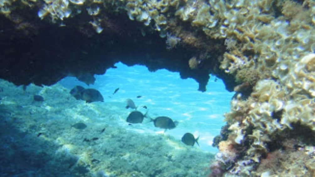 Foto 4 von 10 laden Discovering Scuba Diving in Palma Bay