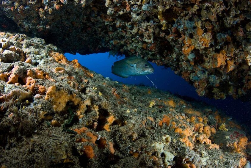 Discovering Scuba Diving in Santa Ponsa