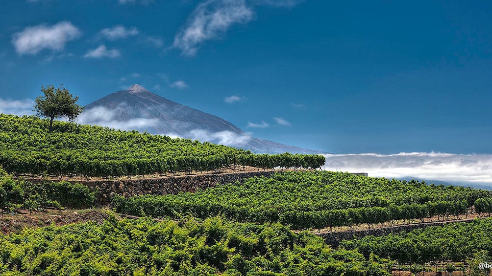 A vineyard with a view of a volcano in Tenerife