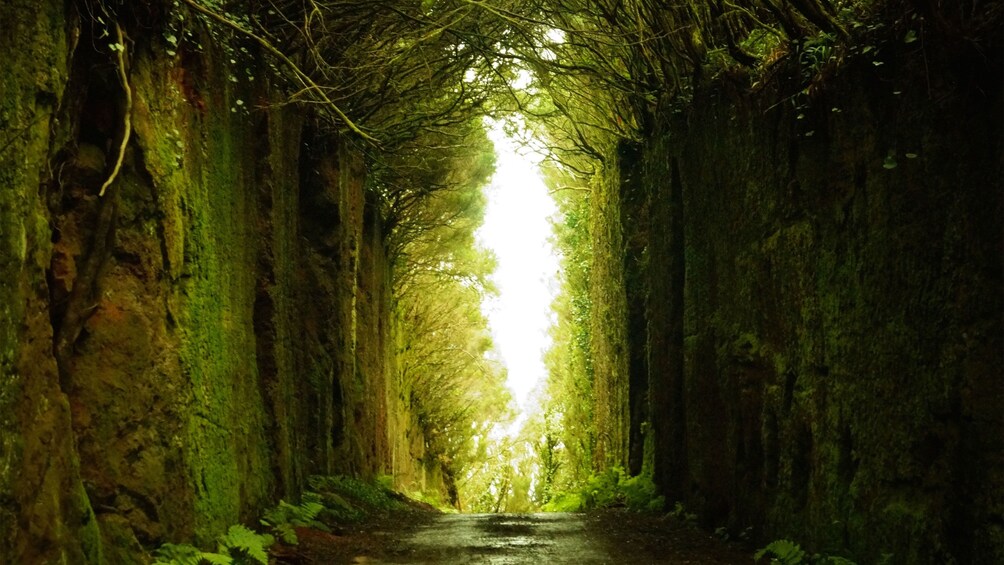 Foto 4 van 7. A verdant tree lined path in Laurislava Forest