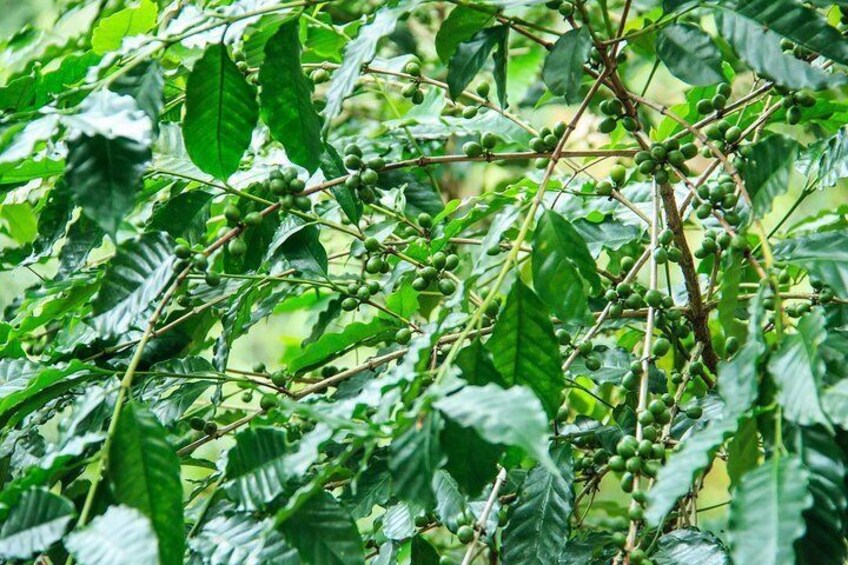 Coffee Plantation Experience