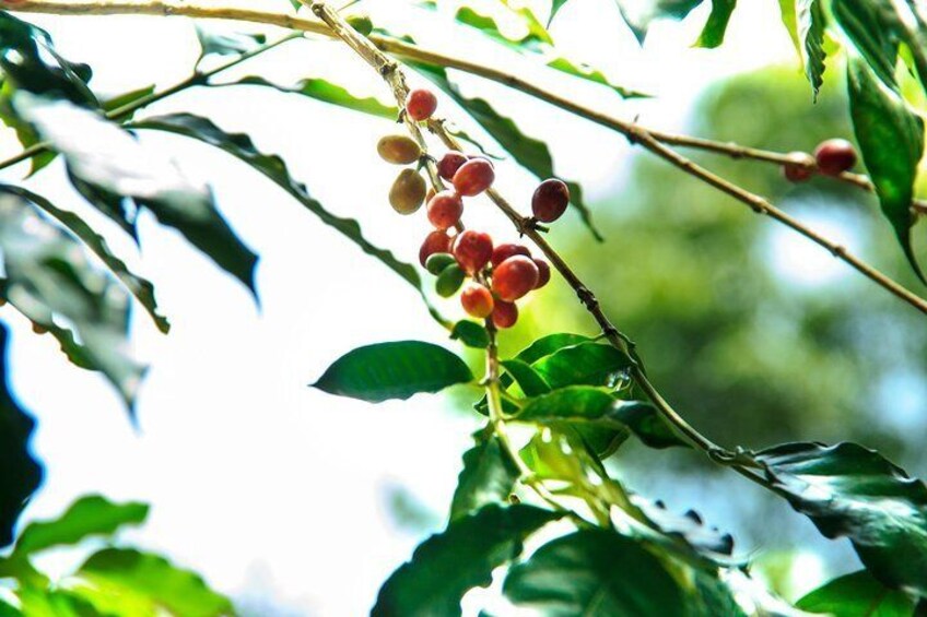 Coffee Plantation Experience