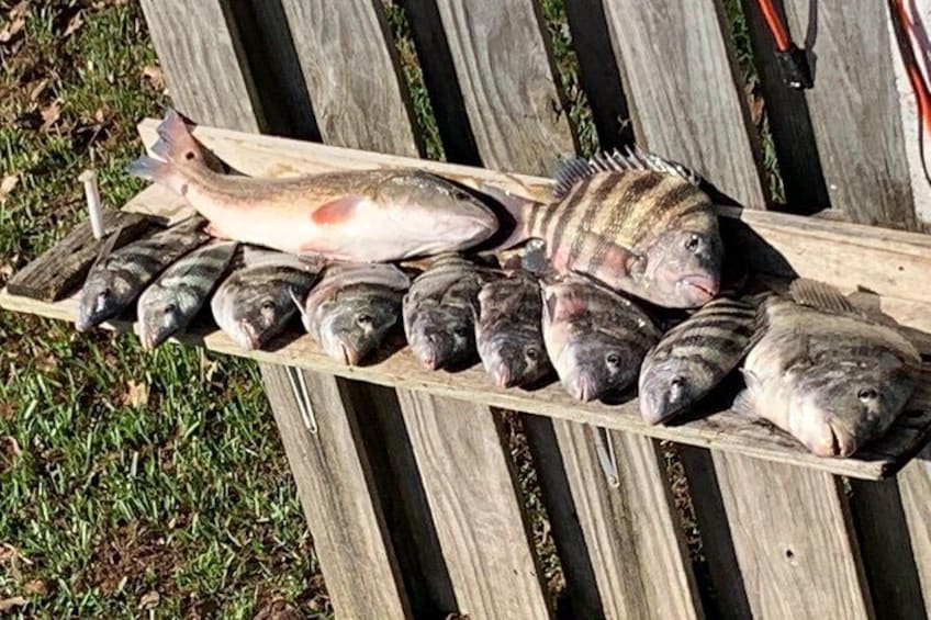 Sheepshead and redfish