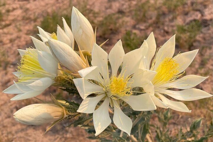 One of the most beautiful flowers of the Badlands. The Adonis Blazingstar