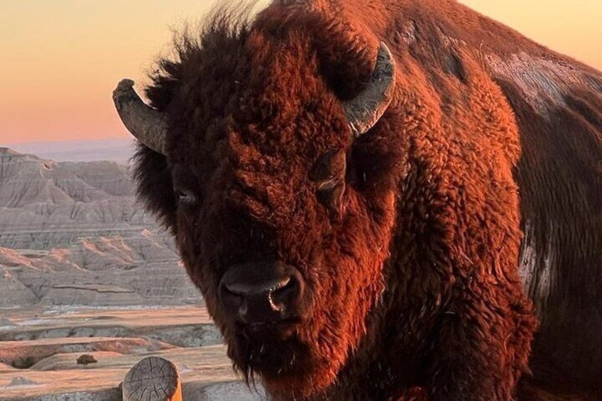 Bob the Bison