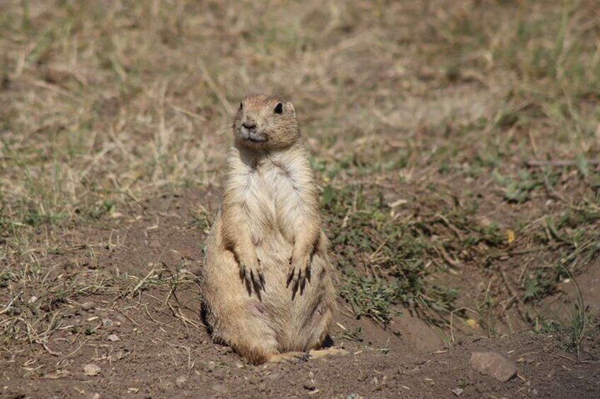 Roberts Prairie Dog Town Resident.