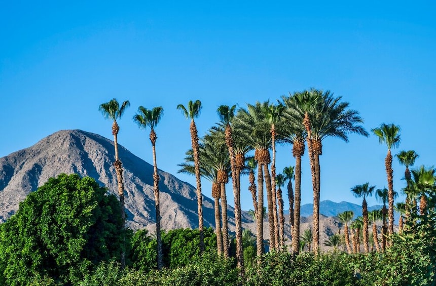 Show item 1 of 5. Palm Springs Scavenger Hunt: Palm Springs Art & Infamy