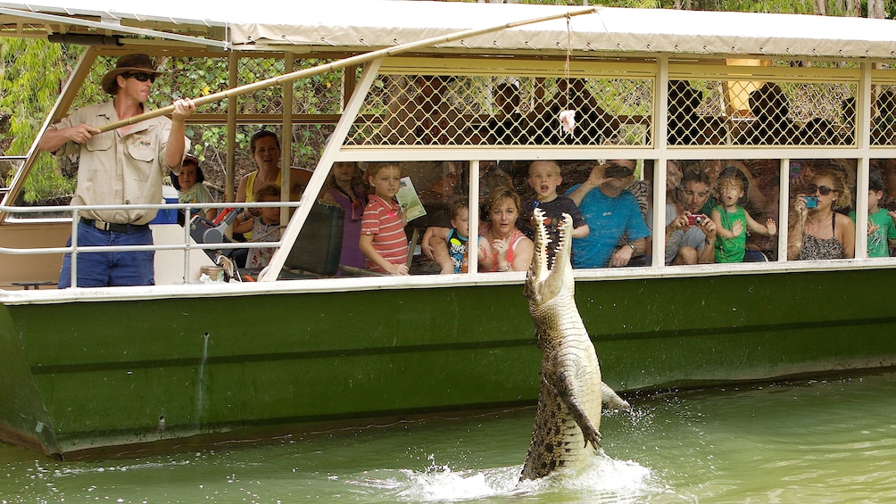 crocodile leaping from water at food being dropped by handler in Cairns 