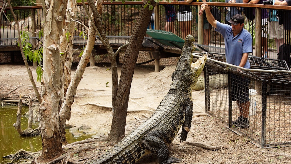 crocodile leaping at food being dropped by handler in Cairns 