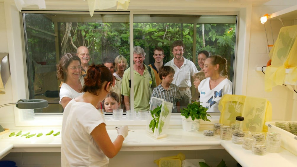 group of people watch butterfly expert working at  butterfly sanctuary in Cairns