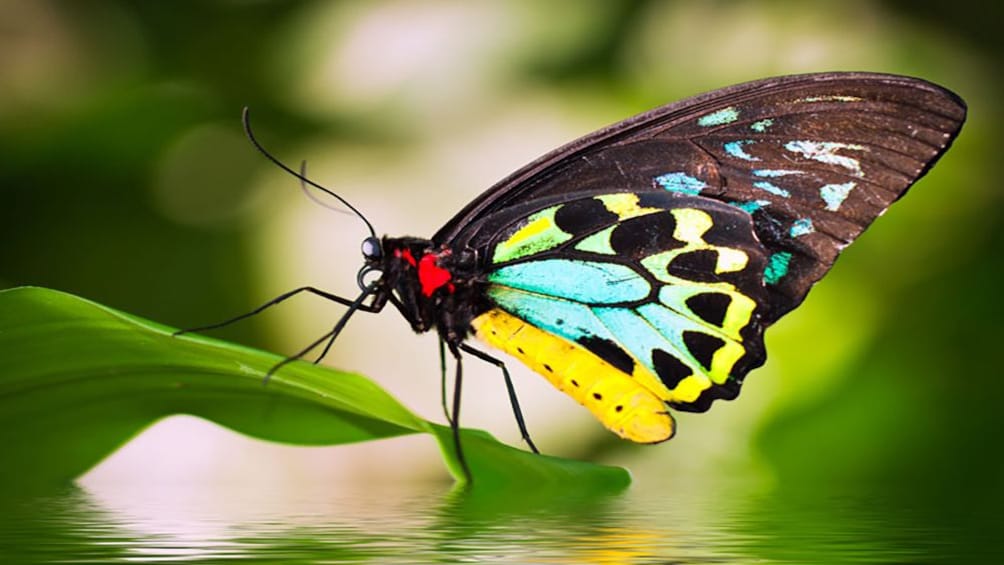 colorful butterfly resting on leaf at  butterfly sanctuary in Cairns