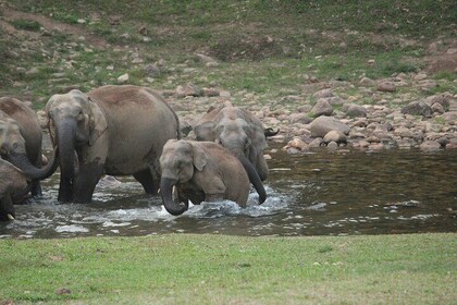 Anakulam Elefante salvaje visitando y aldea tribal 4 * 4 Paseo