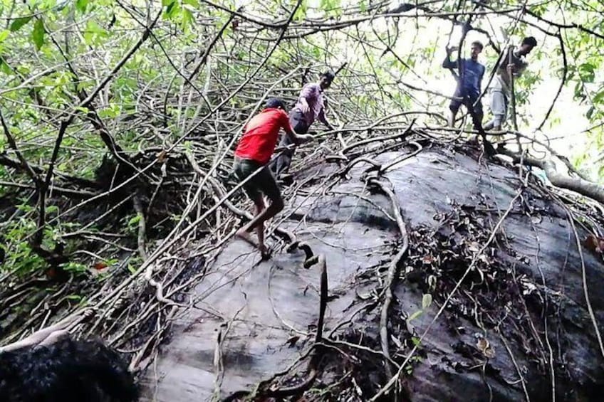 Anakulam Wild elephant Visiting