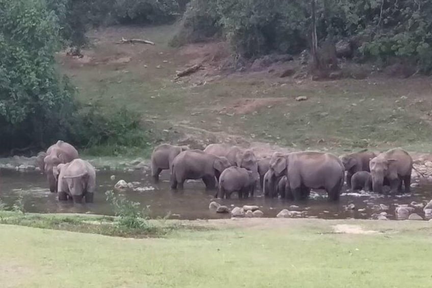 Anakulam Wild elephant Visiting