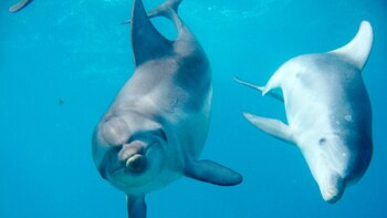 3 hour Dolphin & Seal Snorkel Cruise