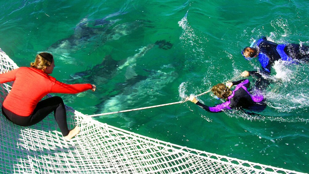Show item 1 of 5. Swimmers on the side of a boat with Dolphins