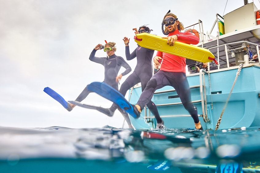 Seal & Dolphin Swim Tour - Departing Queenscliff
