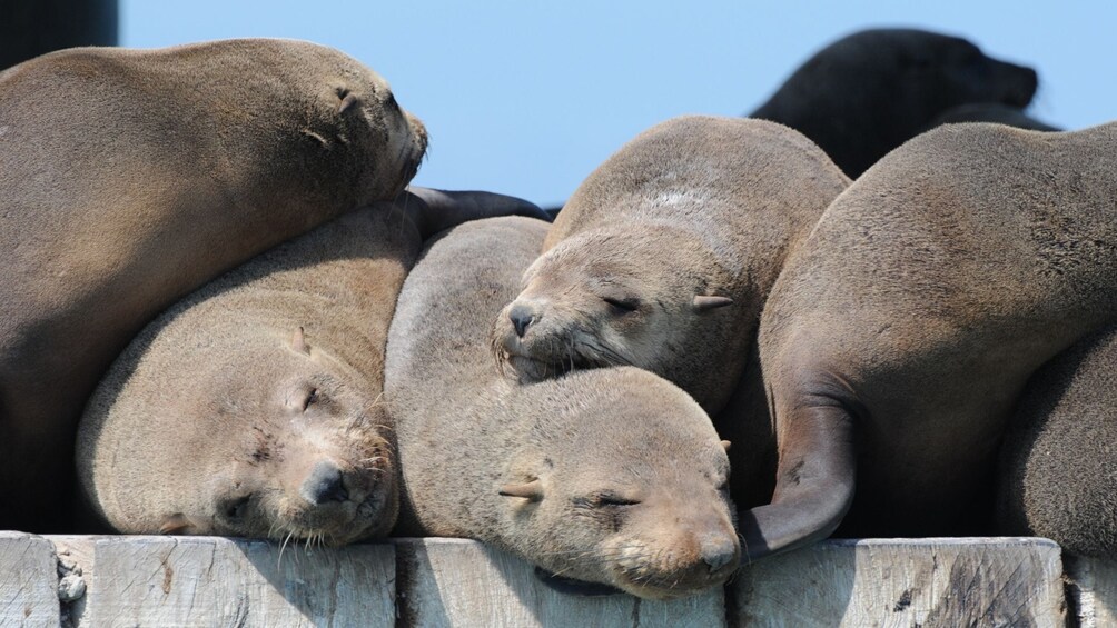 Seal & Dolphin Swim Tour - Departing Queenscliff