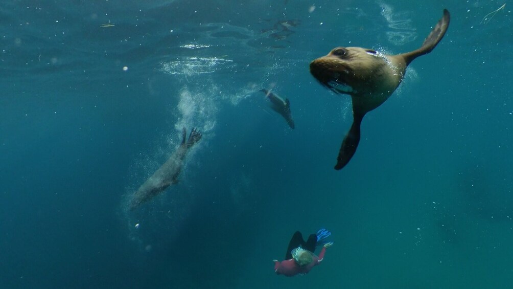 Seal & Dolphin Swim Tour - Departing Queenscliff 