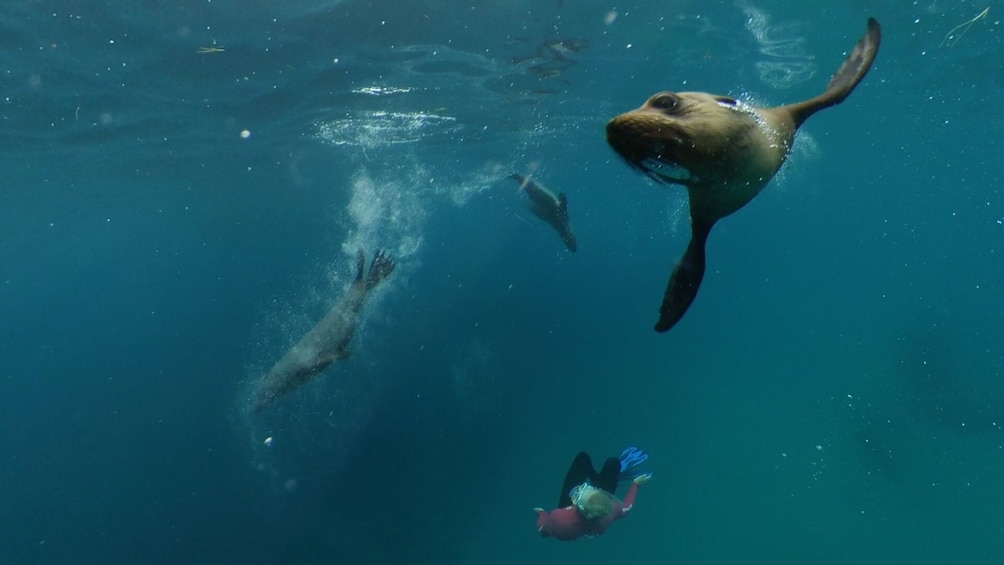 Seal & Dolphin Swim Tour - Departing Queenscliff