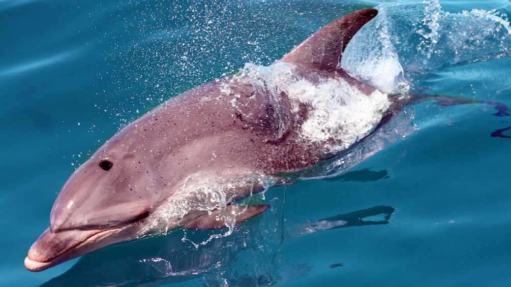 Show item 2 of 5. A Dolphin