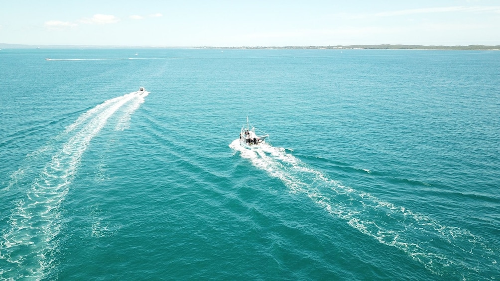 Seal & Dolphin Swim Tour - Departing Queenscliff
