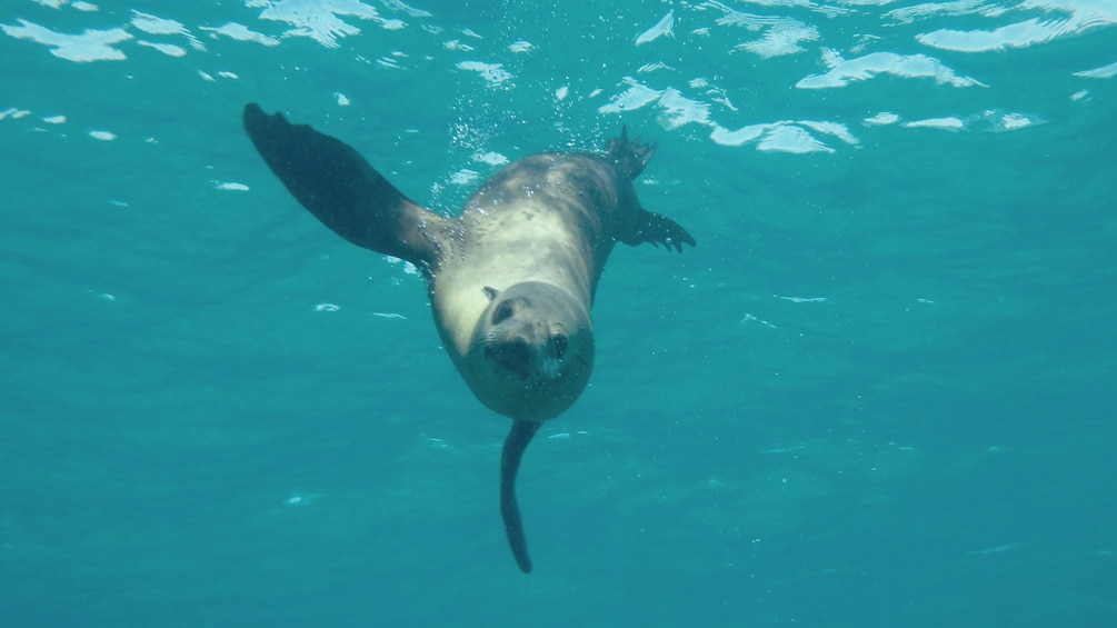 Fur seal diving underwater in Australian waters.