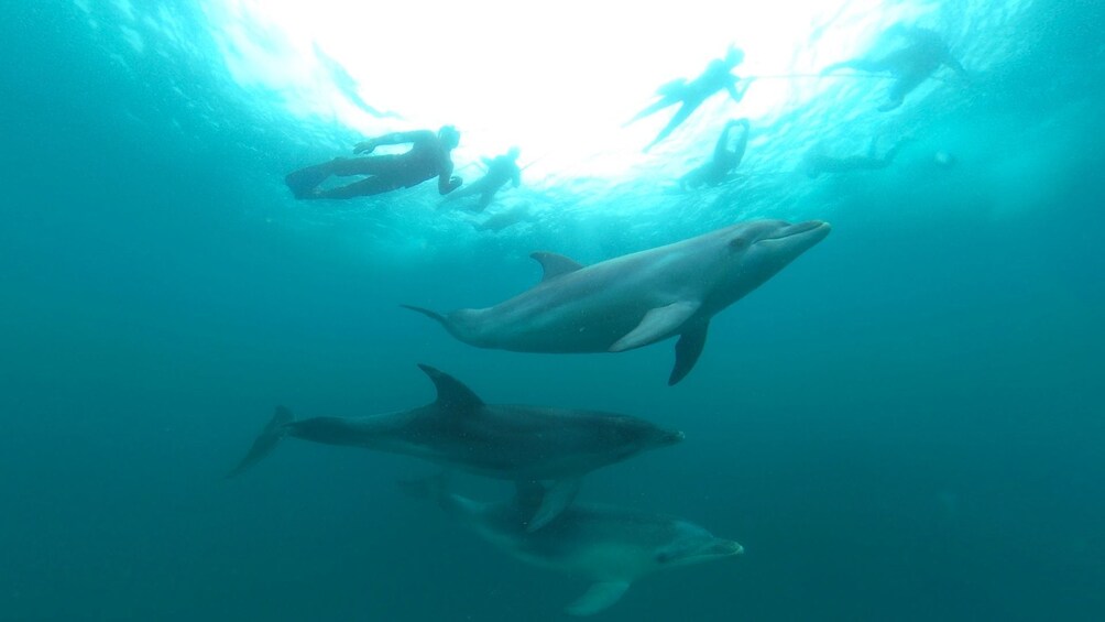 Seal & Dolphin Swim Tour - Departing Queenscliff 