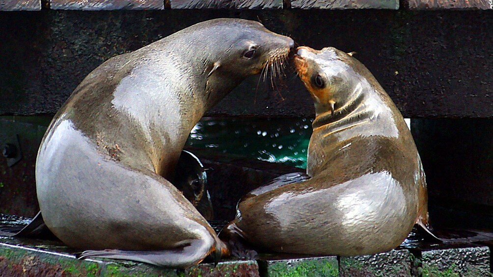 Show item 5 of 5. Two fur seals kissing on shore of Australian waters.