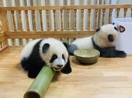 Crowne Plaza Chengdu Panda Garden In Chengdu Expedia