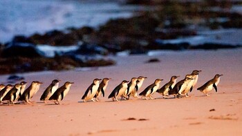 Phillip Island Penguin Parade Tour