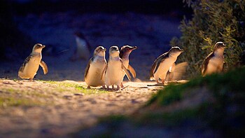 Penguin Parade & Moonlit Sanctuary Wildlife Express Tour