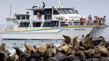 Phillip Island Seal-Watching Cruise