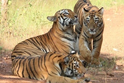 Delhi Agra Jaipur Ranthambore Tigers 5 Days Tour From Delhi