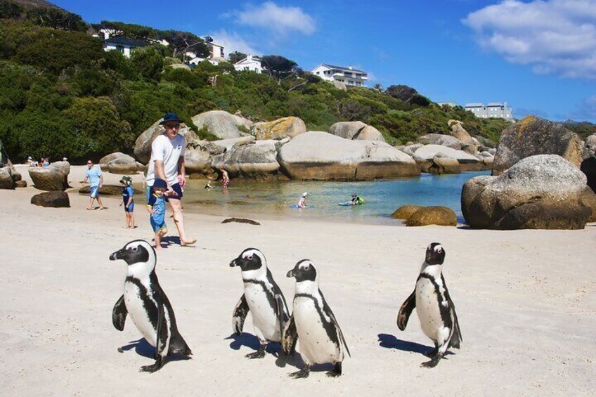 Swimming with penguins at boulders beach Cape Town