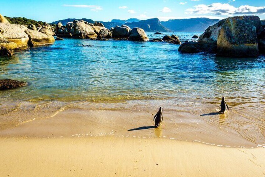 best marine tour from Cape Town to boulders Beach penguins