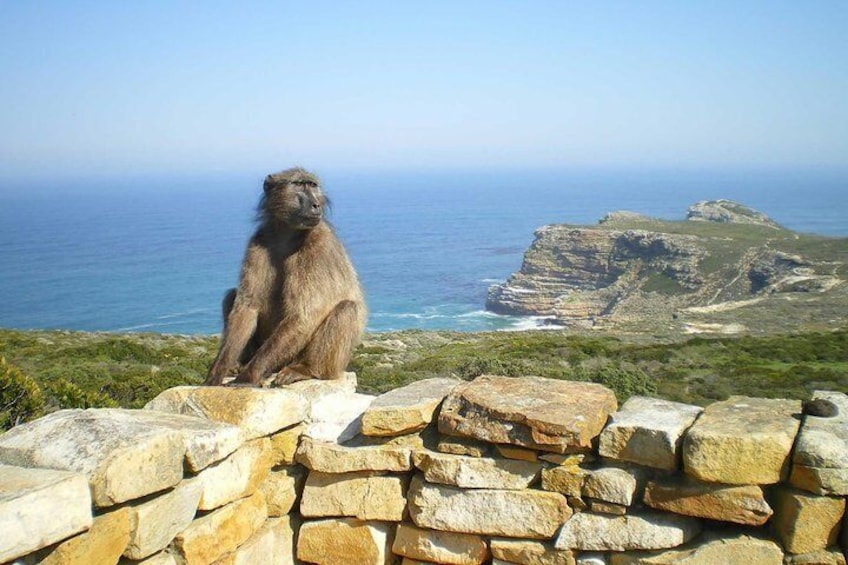 Cape Point Baboons