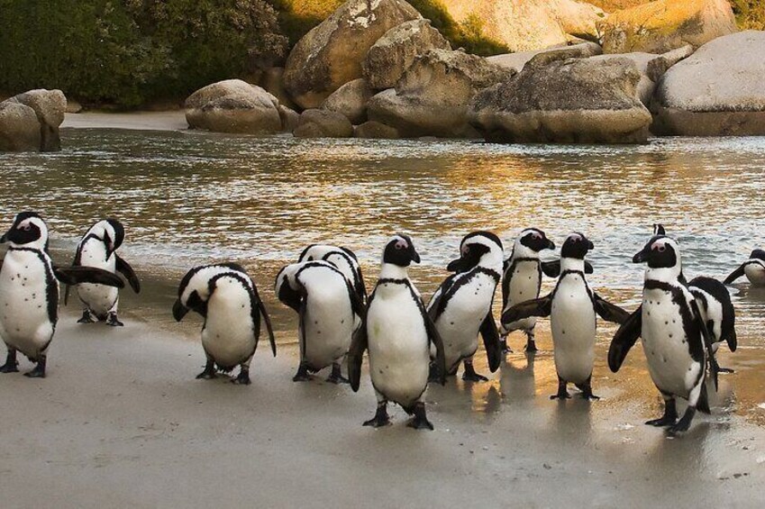 African penguins sunset boulders beach tour