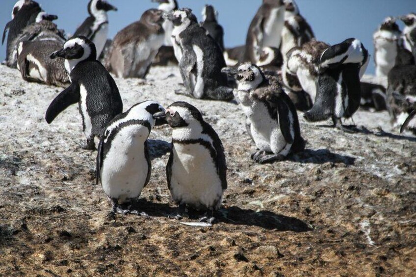 Penguin at boulders beach Cape Town