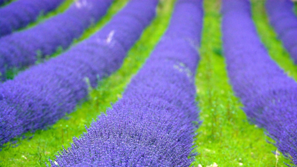 Close view of the lavender field in France 