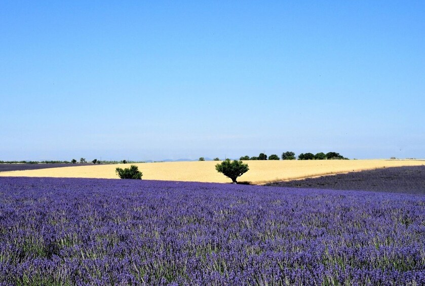 Aix-en-Provence & Valensole Lavender Fields Full-Day Tour