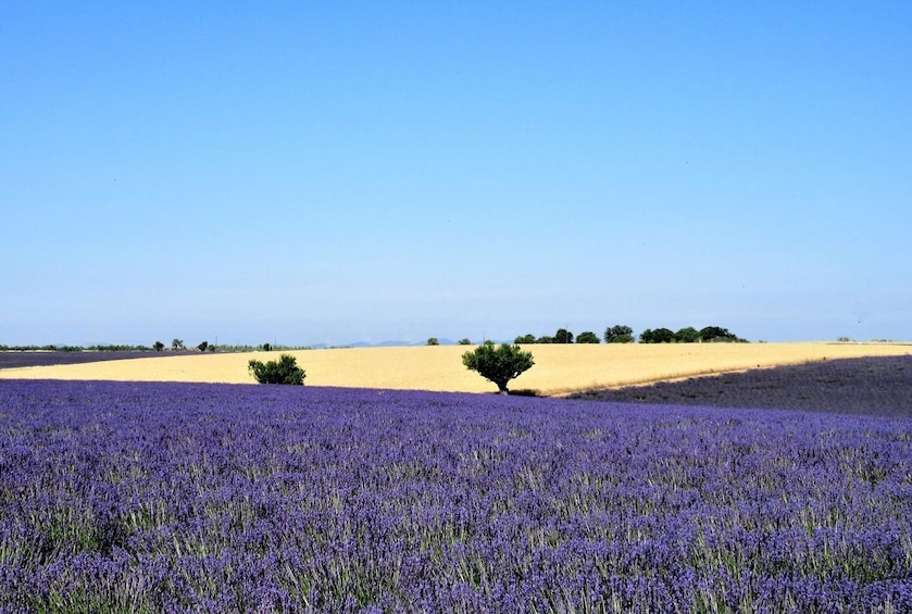 Aix-en-Provence & Valensole Lavender Fields Full-Day Tour